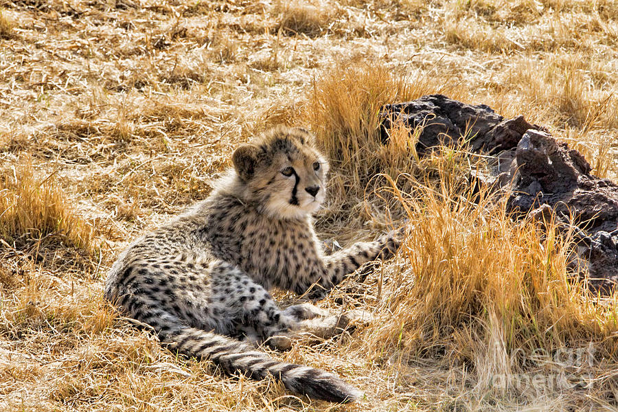 Cheetah Cub V2 Photograph by Douglas Barnard