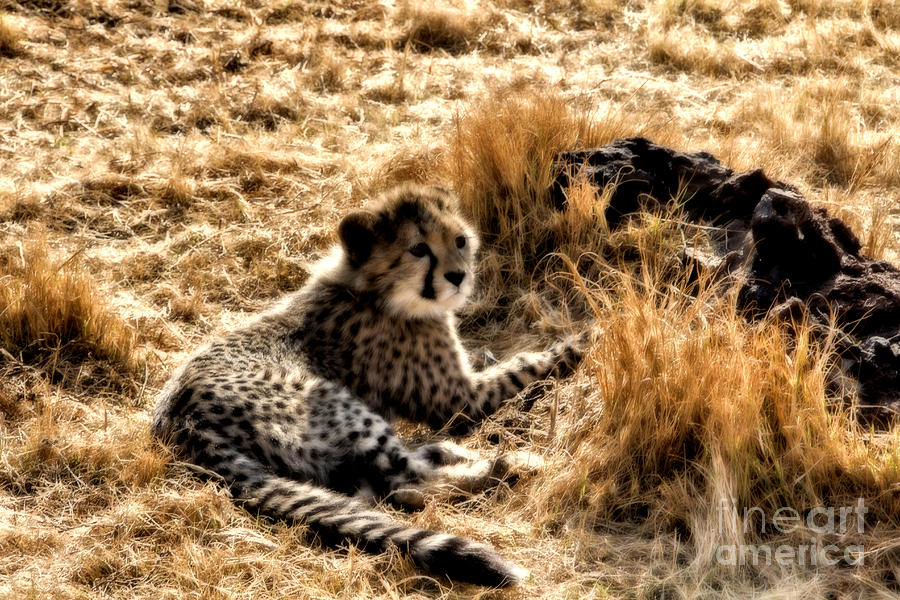 Cheetah Cub V3 Photograph by Douglas Barnard