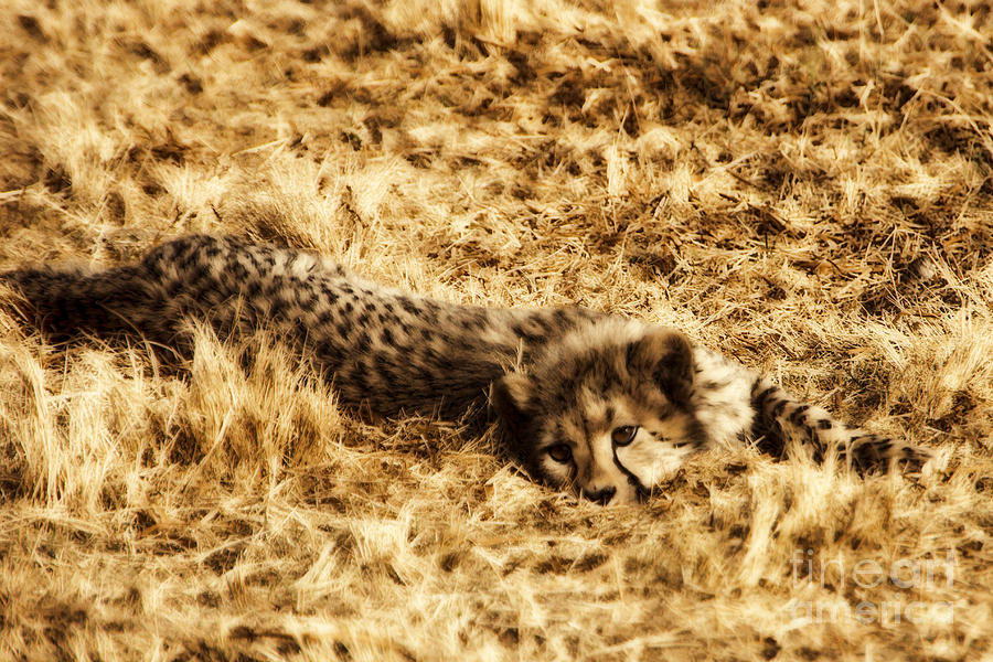 Cheetah Cub V4 Photograph by Douglas Barnard