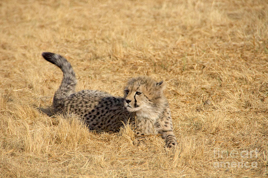 Cheetah Cub V5 Photograph by Douglas Barnard
