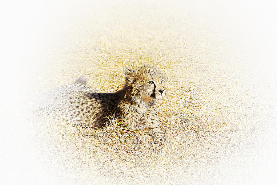 Cheetah Cub V6 Photograph by Douglas Barnard