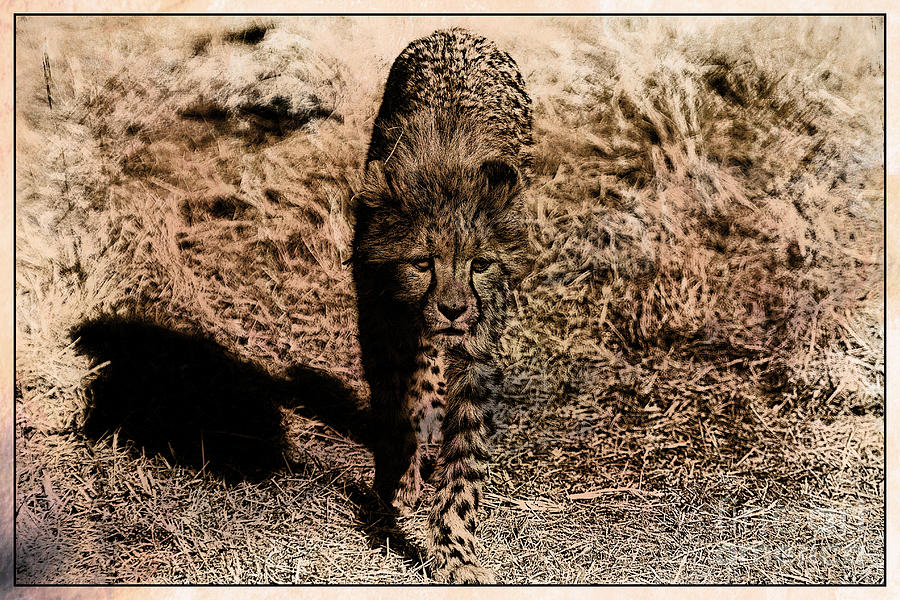 Cheetah Cub V7 Photograph by Douglas Barnard