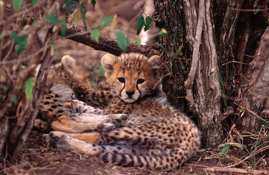 Cheetah Cubs Acinonyx Jubatus Photograph by Mary Beth Angelo