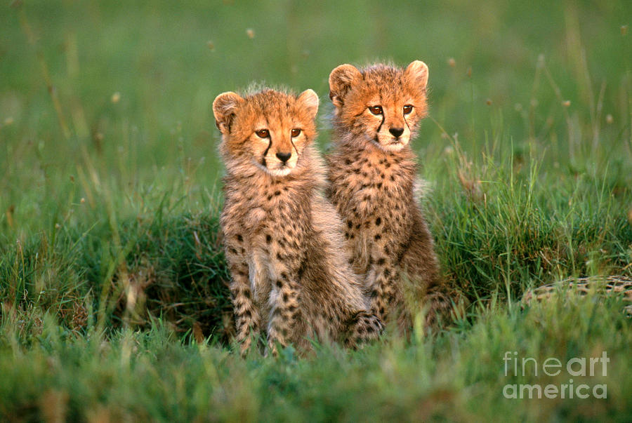 Cheetah Cubs Photograph by Art Wolfe