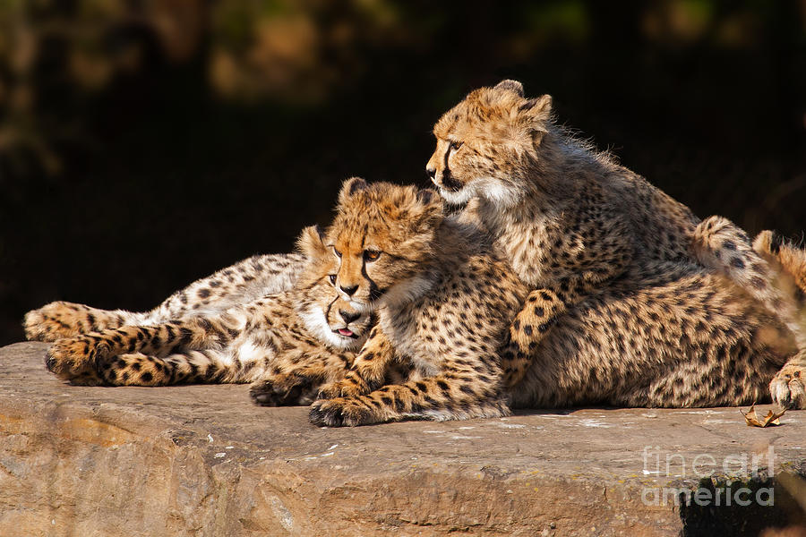 Cheetah cubs close together Photograph by Nick  Biemans