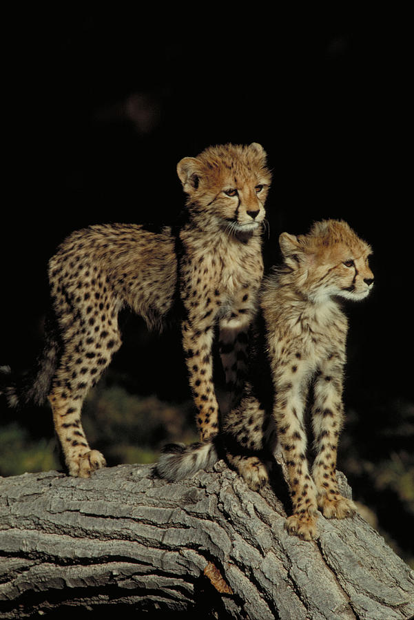 Cheetah Cubs Photograph by Gerald C. Kelley