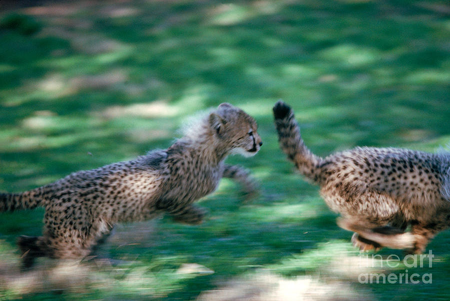 Cheetah Cubs Photograph by Gregory G. Dimijian, M.D.
