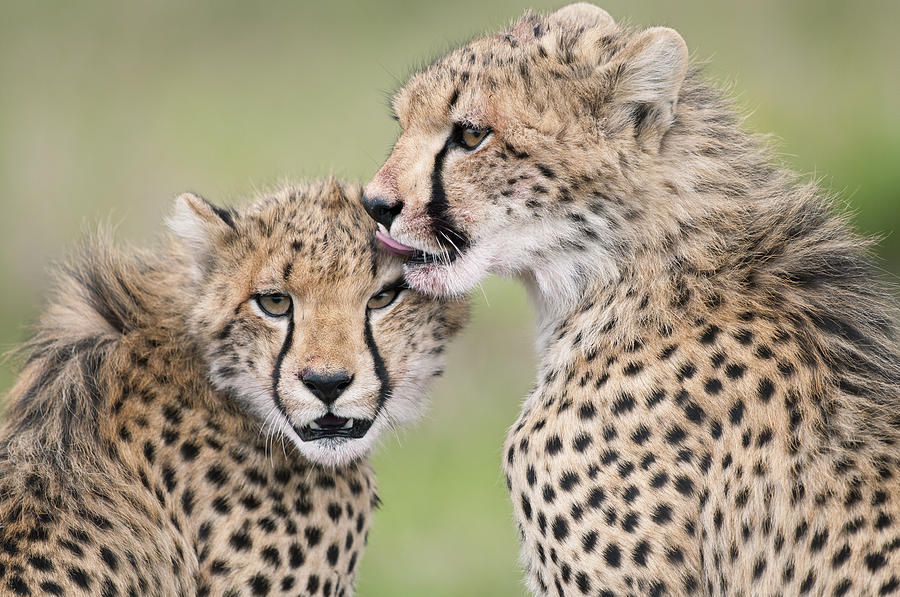 Cheetah Cubs Grooming Kenya Photograph by Tui De Roy