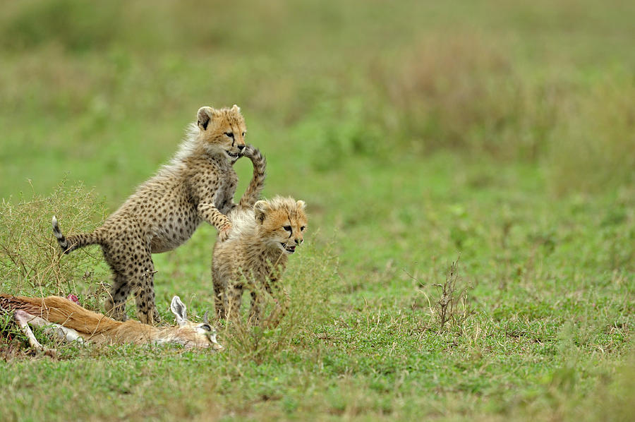 Cheetah Cubs On Kill Photograph by Aditya Singh