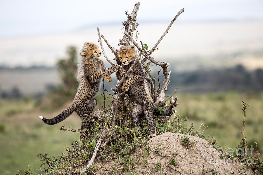 Cheetah Cubs Playing Photograph by Greg Dimijian
