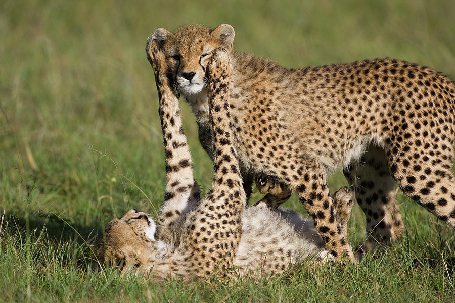 Cheetah Cubs Playing Photograph by Suzi Eszterhas