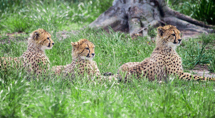 Cheetah Cubs Photograph by Stacy Abbott