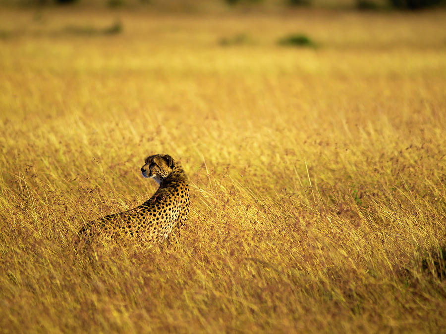 Cheetah Photograph by Davorlovincic