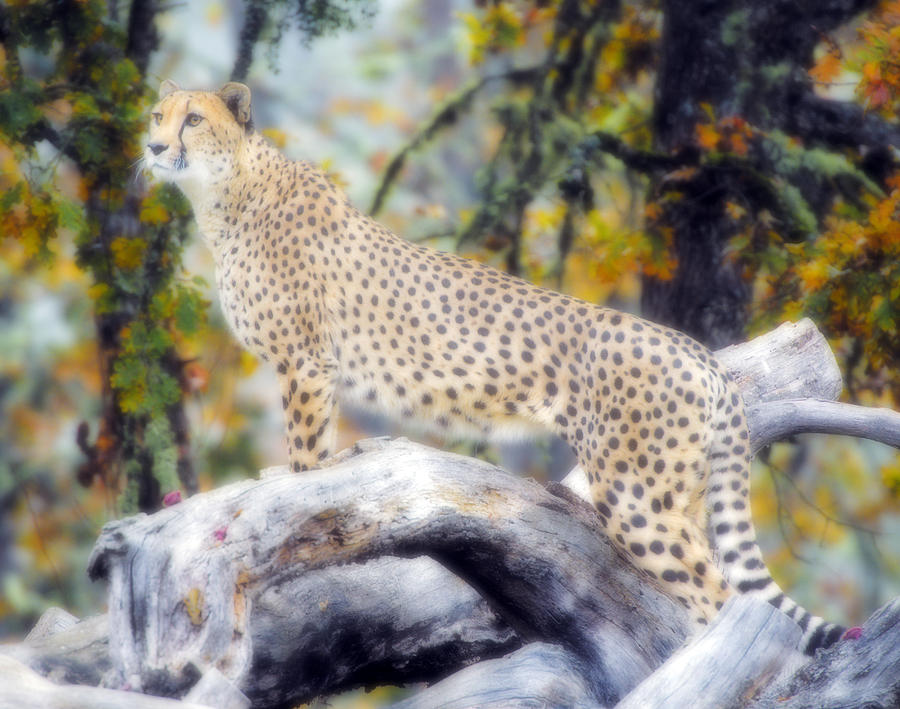 Cheetah Daydream Digital Art by William Horden