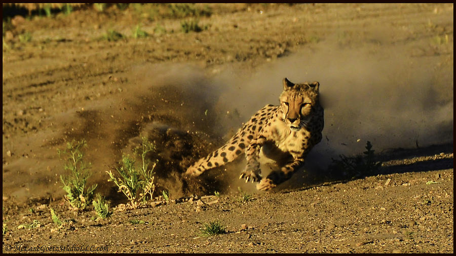 Cheetah dust trail Photograph by LeeAnn McLaneGoetz McLaneGoetzStudioLLCcom