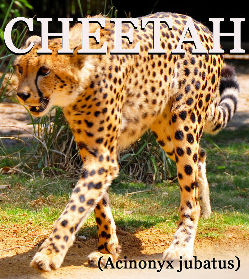 Cheetah educational work A Photograph by David Lee Thompson