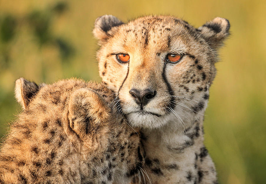Cheetah Photograph - Cheetah Eyes by Jaco Marx