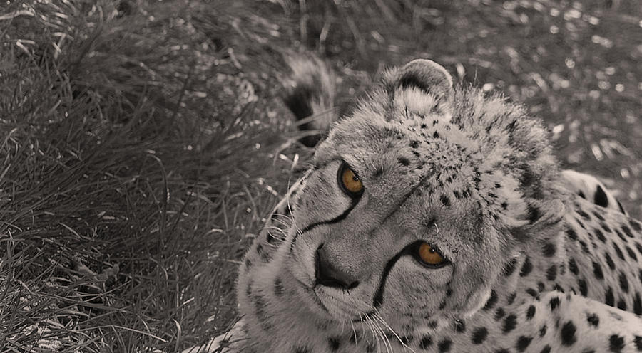 Cat Photograph - Cheetah Eyes by Martin Newman