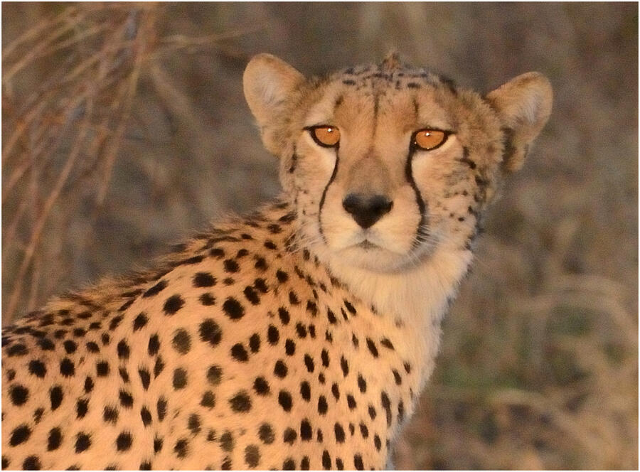 Cheetah Face Photograph by Tom Wurl