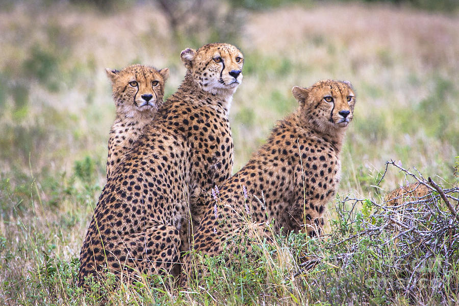 Cheetah Family Photograph by Jennifer Ludlum