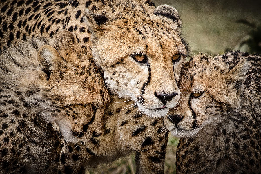 Cheetah Family Portrait Photograph by Mike Gaudaur