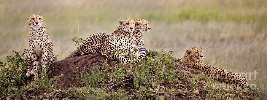 Cheetah Family Photograph by Timothy Hacker