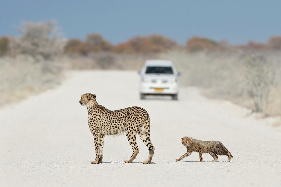 Cheetah Female With Cub Photograph by Tony Camacho