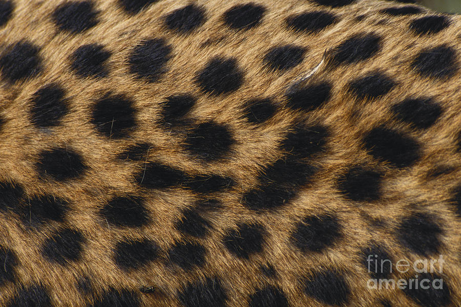 Cheetah Fur Photograph by F. Polking/Okapia