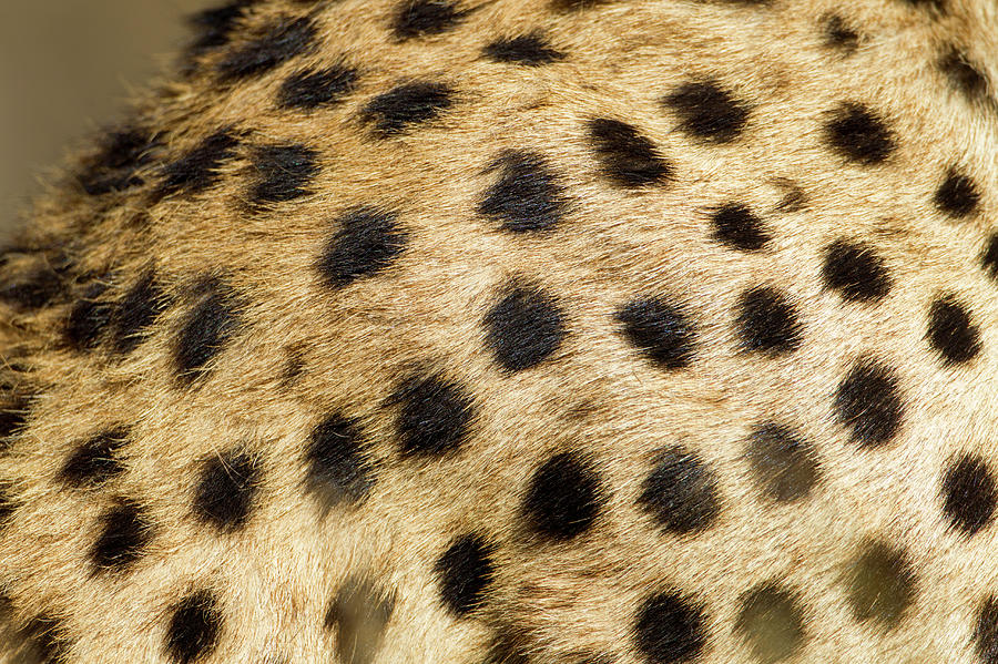 Cheetah Fur, Ndutu Plains, Tanzania Photograph by Paul Souders