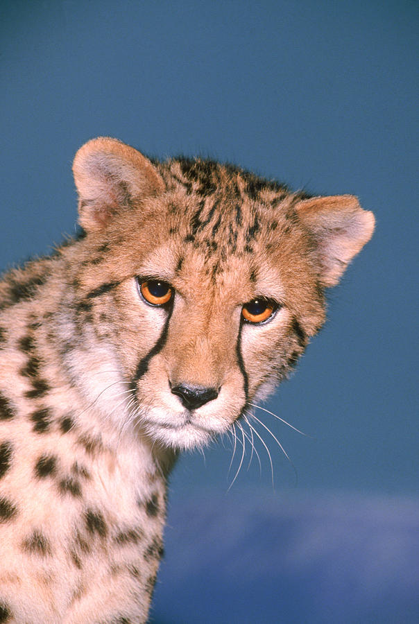 Cheetah Photograph by G Ronald Austing