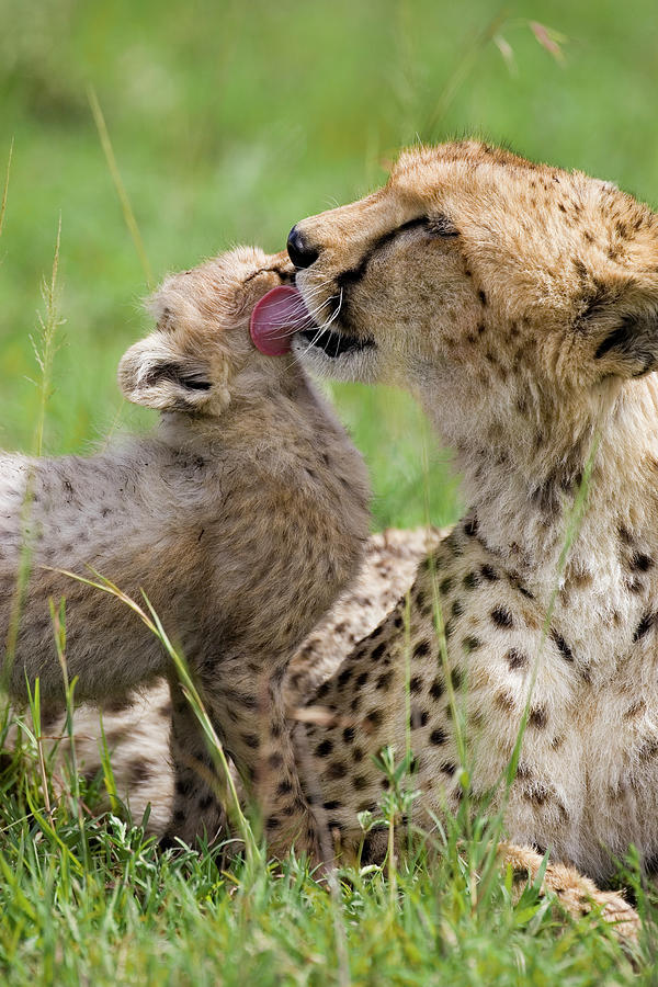 Cheetah Grooming Her Cub Photograph by Suzi Eszterhas