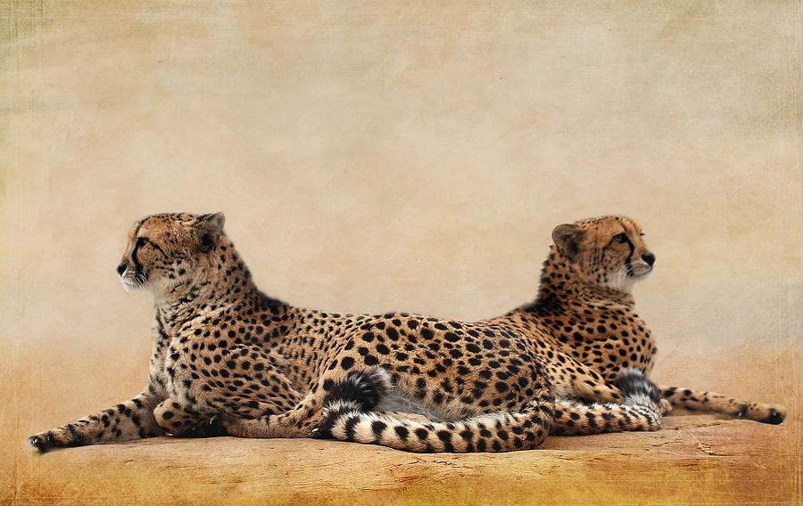 Animal Mixed Media - Cheetah by Heike Hultsch