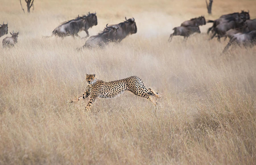 Cheetah Photograph - Cheetah Hunting by Jun Zuo
