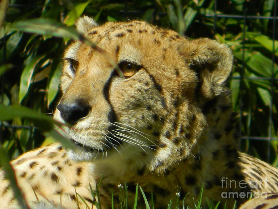 Cheetah In A Daze Photograph