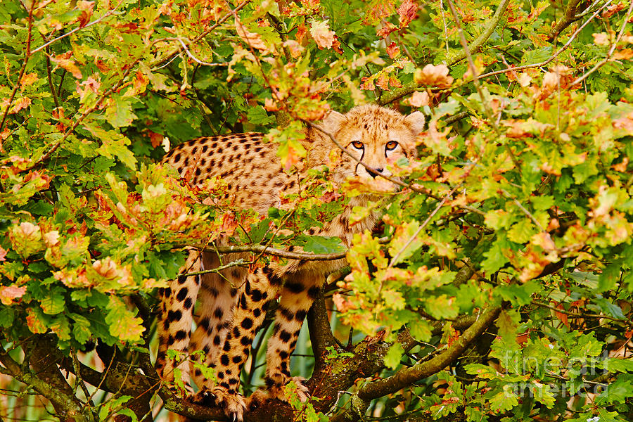 Cheetah in a tree Photograph by Nick  Biemans