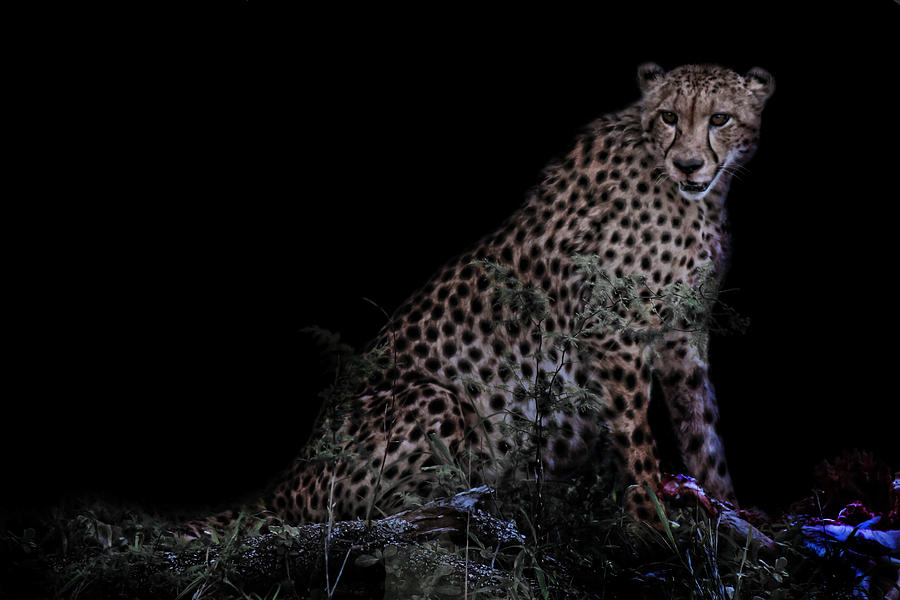 Cheetah In Africa Photograph
