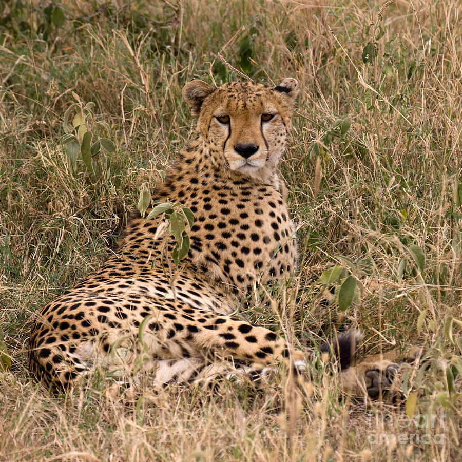 Cheetah in Grass Photograph by Chris Scroggins