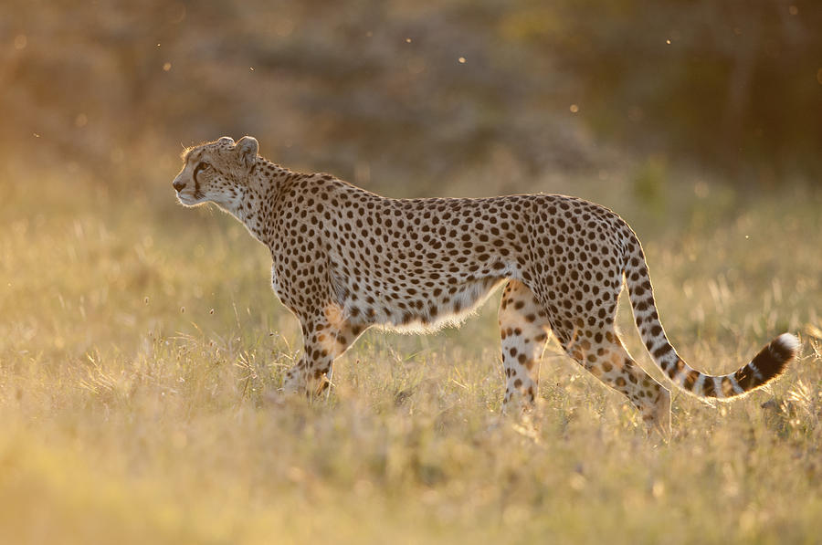 Cheetah In Grassland Kenya Photograph by Tui De Roy