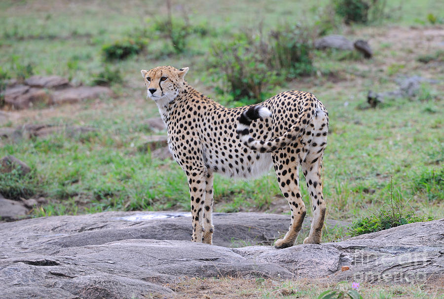 Cheetah In Kenya Photograph by Ingo Schulz