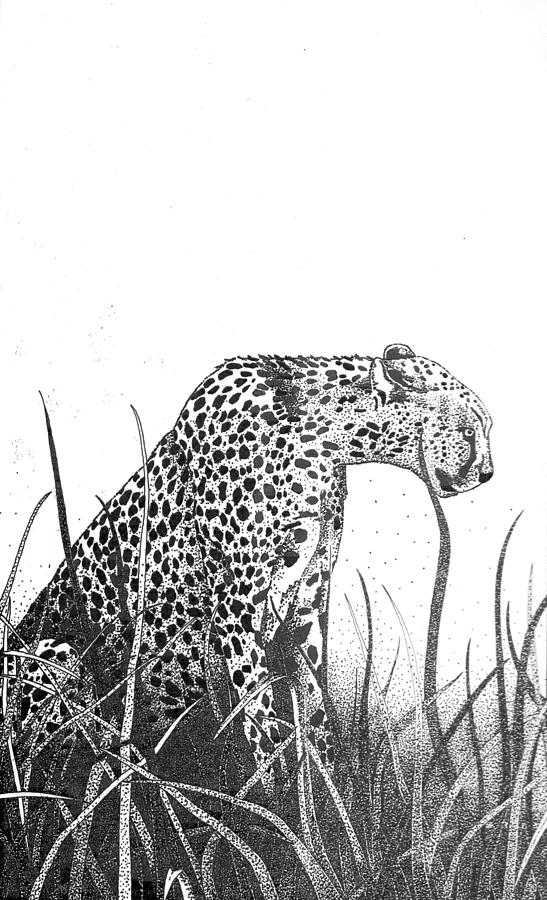 Cheetah In Long Grass Drawing By Sue Callinan