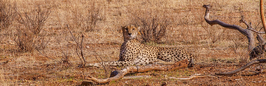 Cheetah in Repose Photograph by Jim DeLillo