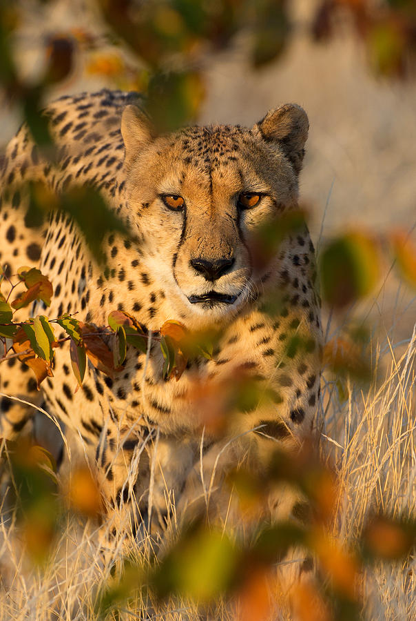 Cheetah in the Brush Photograph by Max Waugh