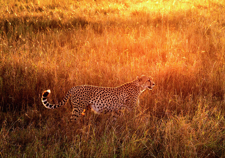 Cheetah In The Grass At Sunrise Photograph by Mike Hill Cheetah In The Grass At Sunrise Photograph by Mike Hill