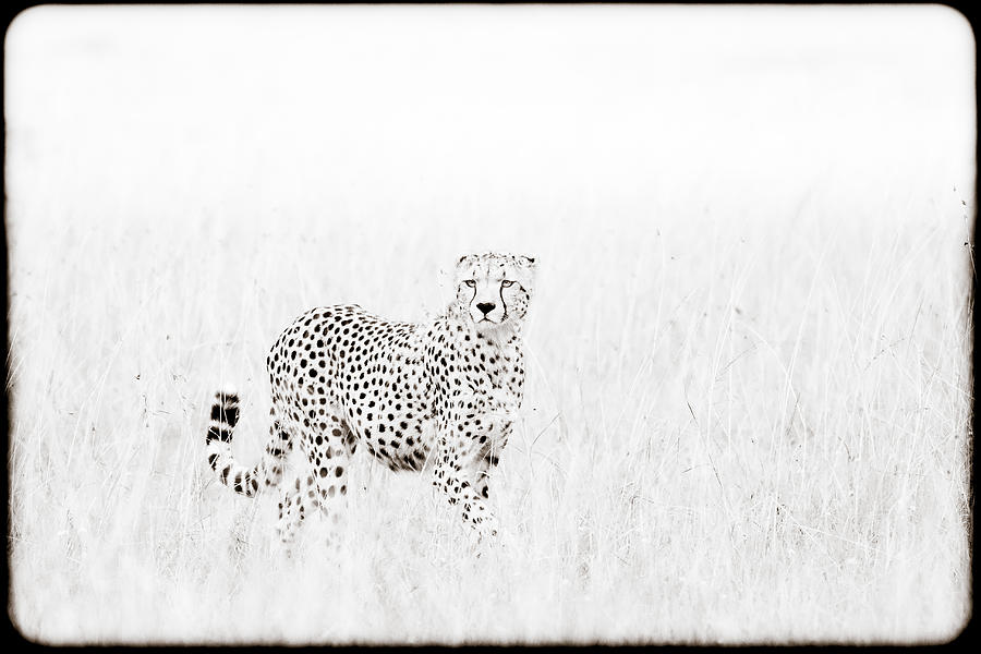 Black And White Photograph - Cheetah In The Grass by Mike Gaudaur