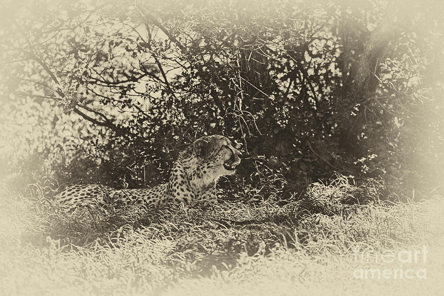 Cheetah in the Long Grass Photograph by Douglas Barnard