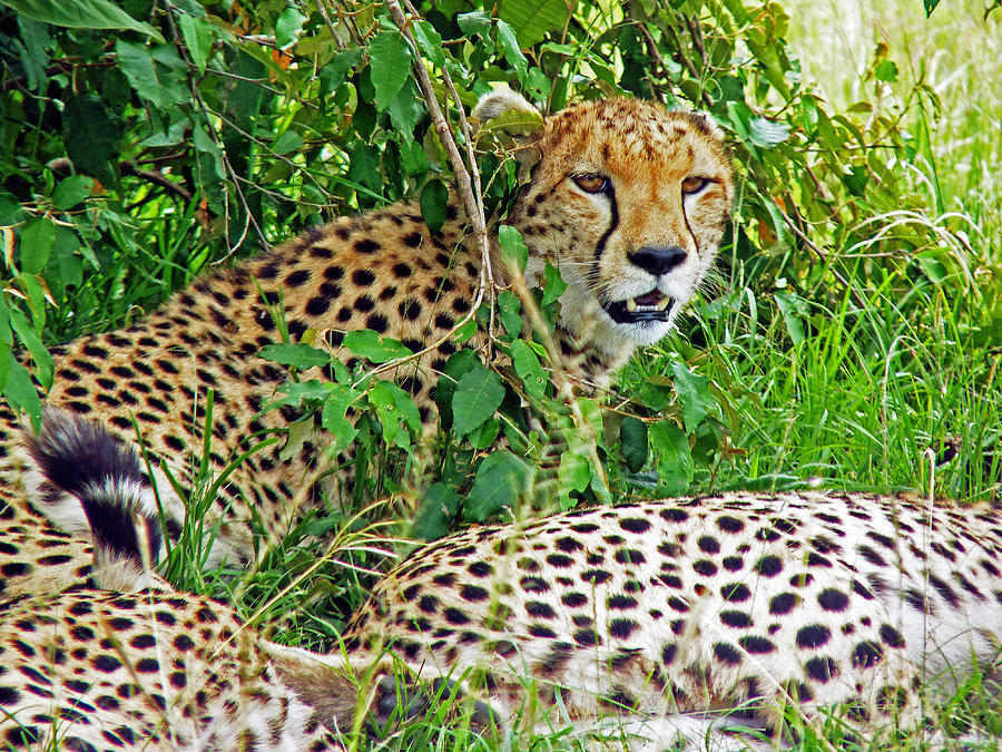 Cheetah in the Masai Mara. Photograph by Tony Murtagh