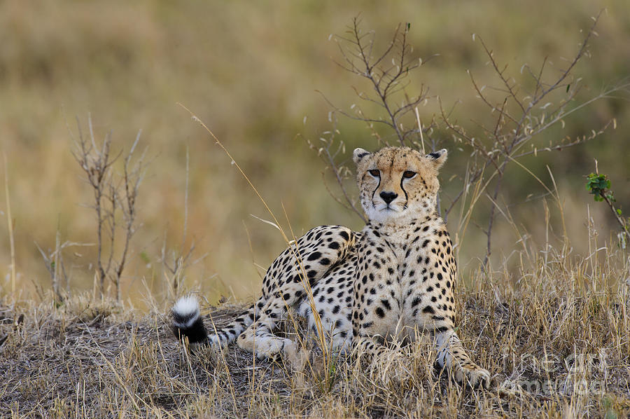 Cheetah Photograph by John Shaw