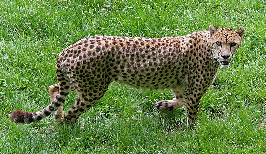 Cheetah Photograph by John Topman
