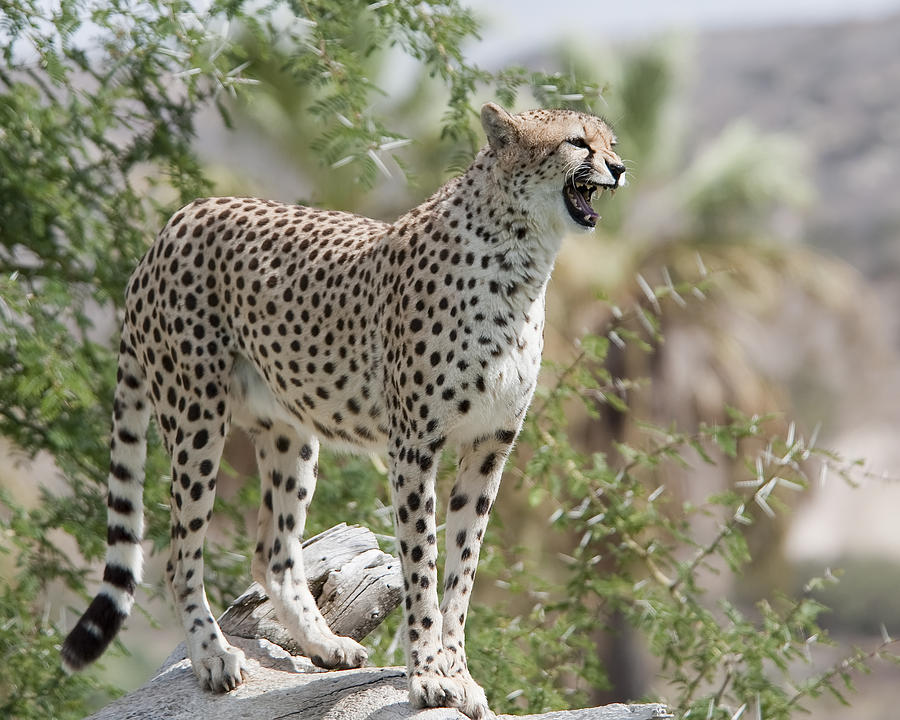 Cheetah Photograph - Cheetah by Joseph Erbacher