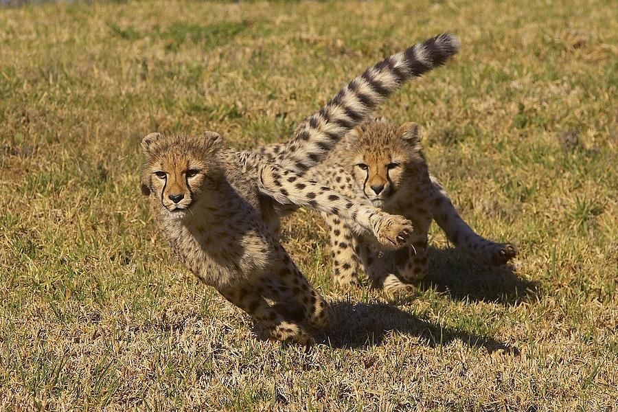 Cheetah Juveniles Playing Photograph by San Diego Zoo